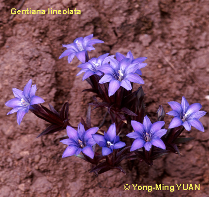 Gentiana images L-N